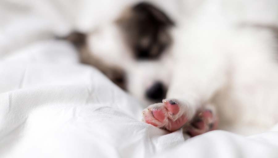 A dog mid-twitch paw lifted, ear flicked while sleeping