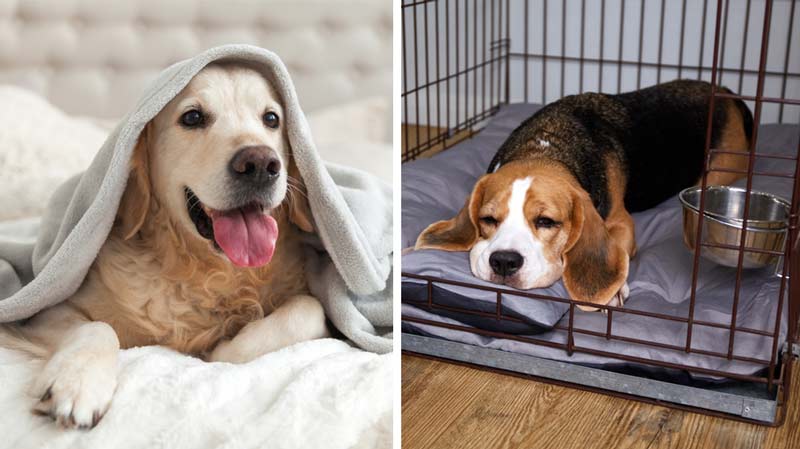 Split shot of a dog on bed vs dog in crate.