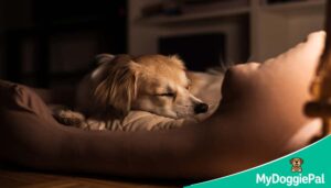 Why Do Dogs Sleep So Much?