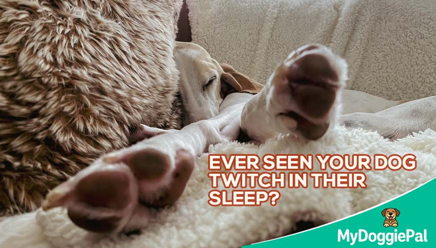 Why Do Dogs Twitch in Their Sleep