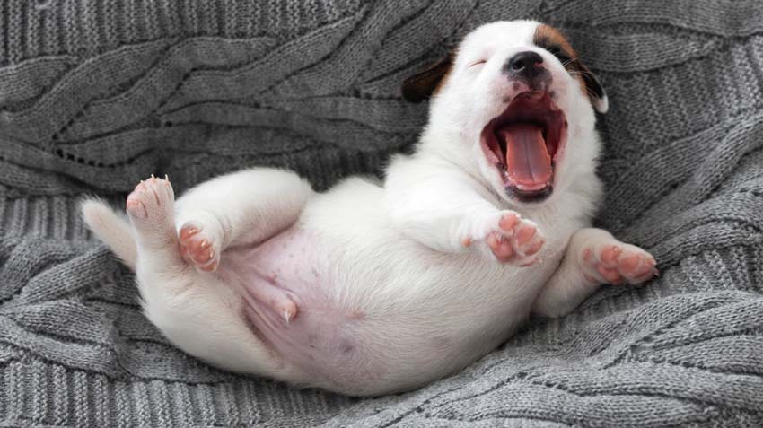dog yawning in a crate