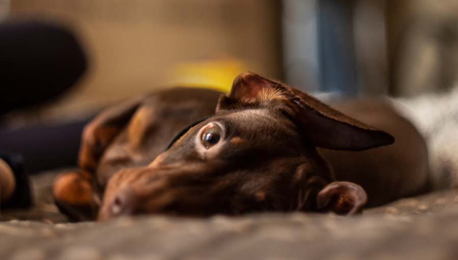 what to do and not do when a dog twitches in sleep