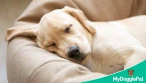 A relaxed dog sleeping comfortably at home