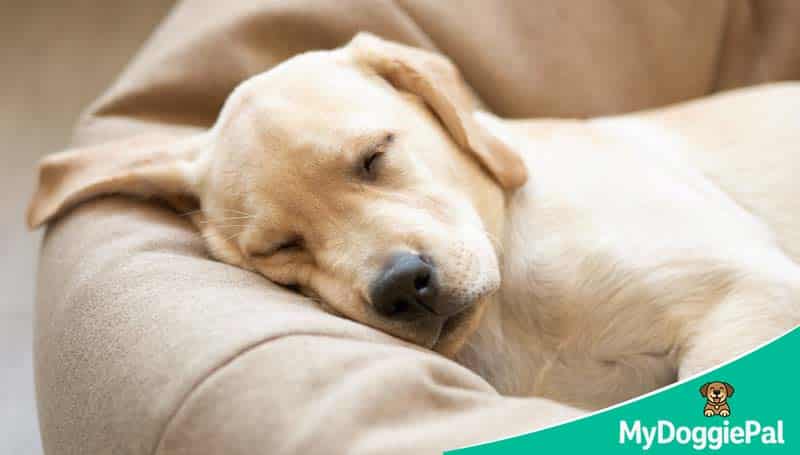 A relaxed dog sleeping comfortably at home