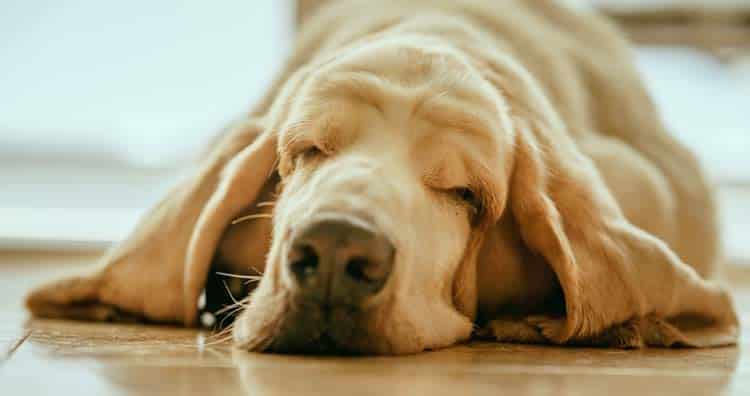 Adult dog enjoying a daytime nap healthy adult dogs sleep 12 to 14 hours per day including naps