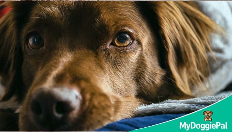 Anxious dog pacing at night unable to sleep