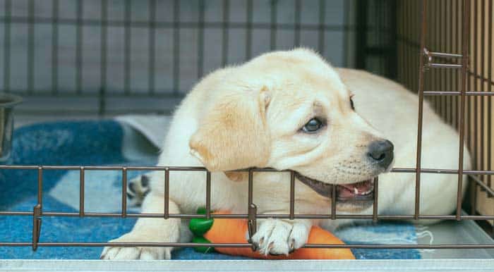 Cosy crate setup with a breeder blanket, snuggle toy, and soft bedding the ideal night-time environment for a new puppy