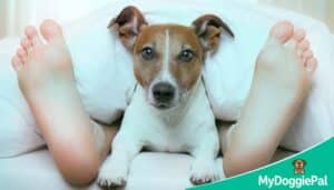 Dog awake and restless at night common dog sleep problems have clear causes and fixable solutions