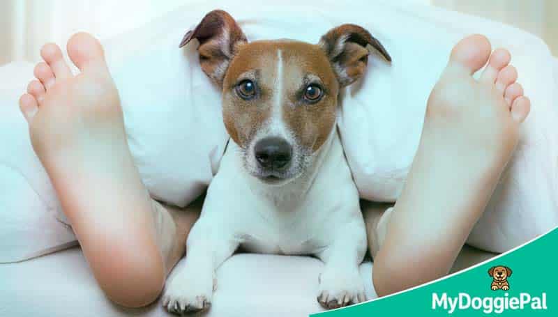 Dog awake and restless at night common dog sleep problems have clear causes and fixable solutions
