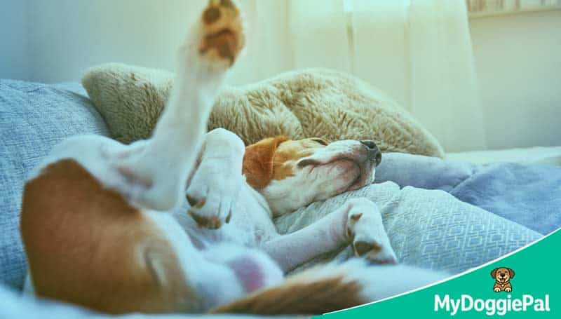 Dog sleeping in a quirky position each sleep position tells you something about how your dog is feeling