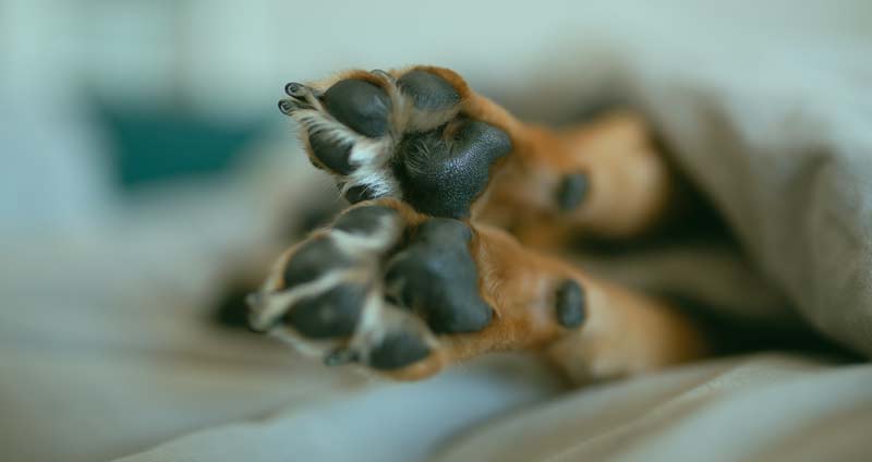 Dog twitching in sleep during REM dreaming is a normal and healthy part of the dog sleep cycle