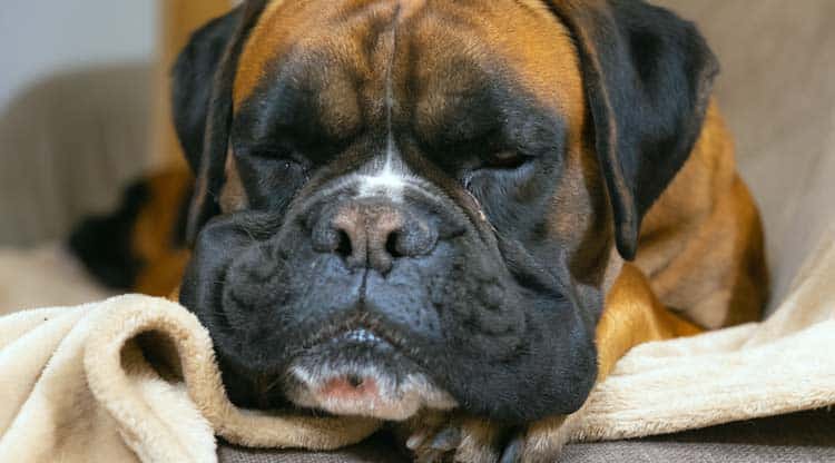 Giant breed dog sleeping large and giant breeds often sleep 14 to 16 hours per day