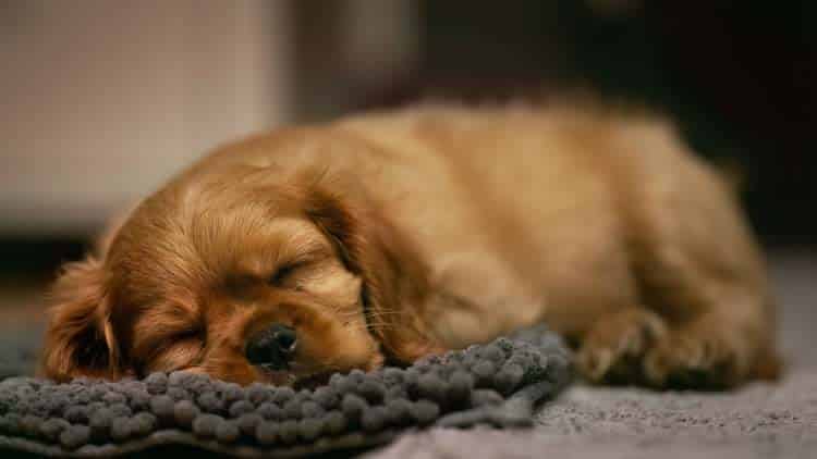 Puppy napping after play sleep fuels growth, brain development, and immune system strengthening