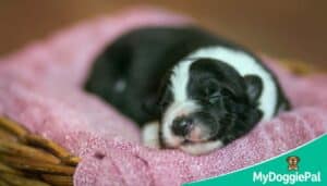 Puppy sleeping in a cosy crate puppies need 18–20 hours of sleep per day for healthy development