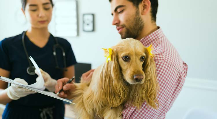 Veterinarian speaking with dog owner about dog anxiety in a clinic