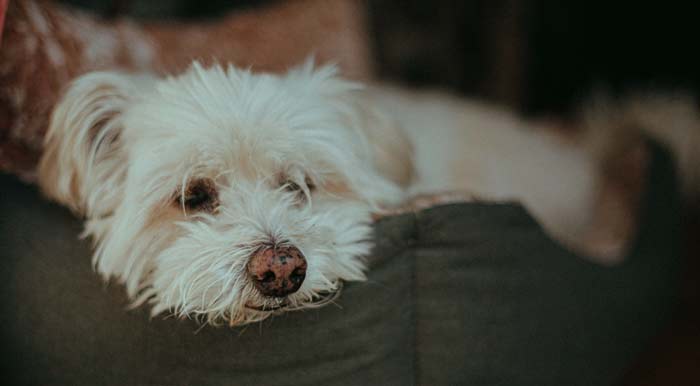 cosy dog bed in a quiet corner of a bedroom with dim lighting and owner scent item