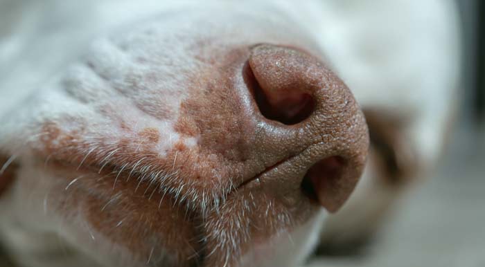 do dogs dream dog in REM sleep with eyes flickering