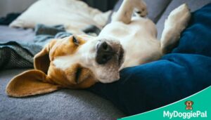 do dogs dream dog twitching in sleep while dreaming