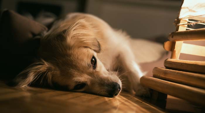 dog cant sleep at night