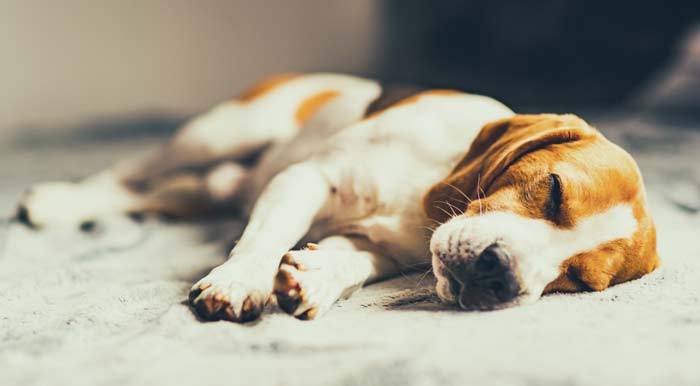 dog running in sleep what dog sleep movements mean