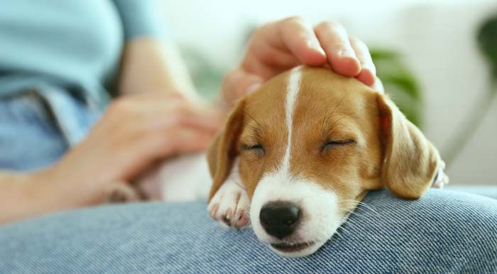 should I wake my dog from a dream owner watching sleeping dog