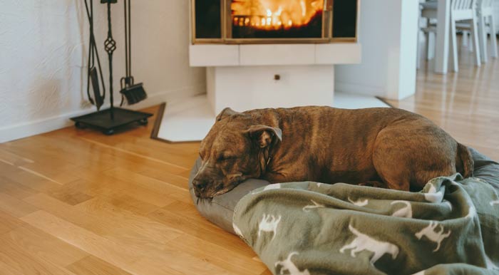 best temperature for dogs to sleep indoors