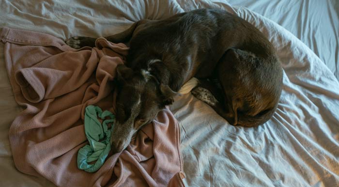 dog settling in new home sleep first week tips