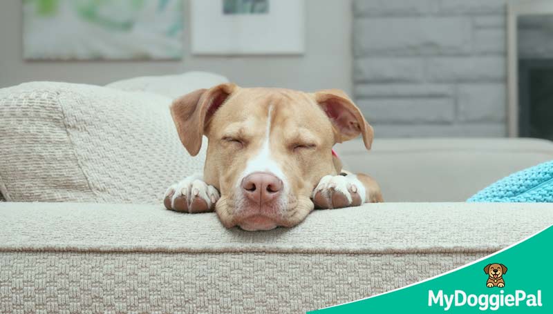 dog sleep environment setup at home for better rest