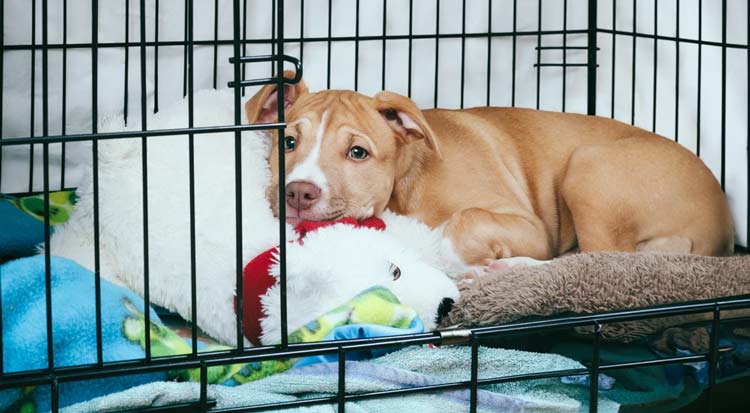 dog sleeping in crate at night