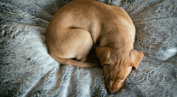 dog sleeping on dog bed in bedroom