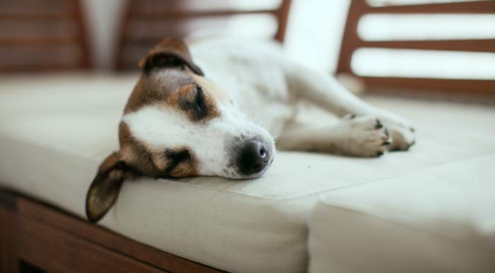 dog sleeping too much when is it normal