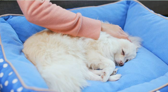 how to help dog sleep better with bedtime routine