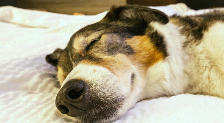how to help senior dog sleep better at home