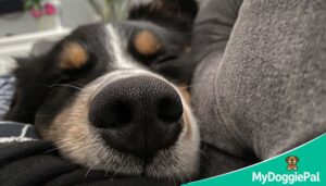 is my dog sleeping too much when to worry