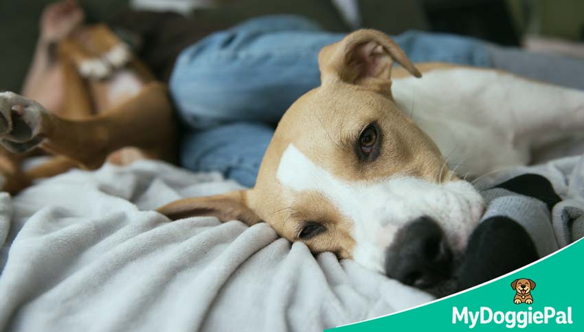 new dog won’t sleep settling tips first night at home