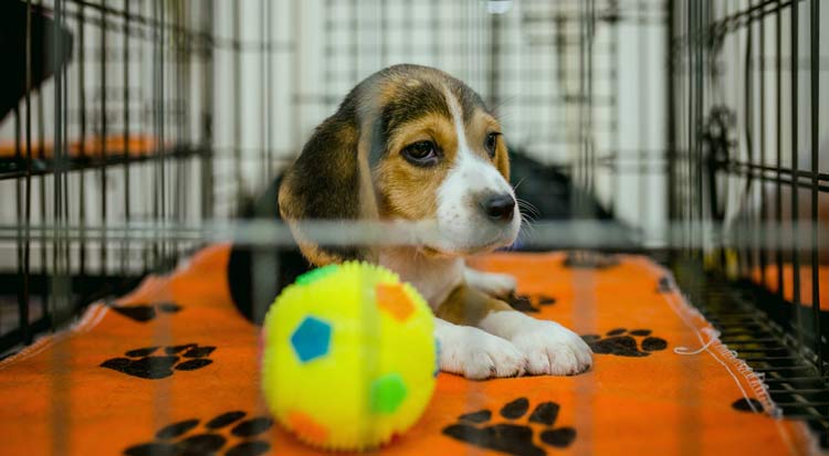 new puppy crying at night settling in covered crate with comfort items