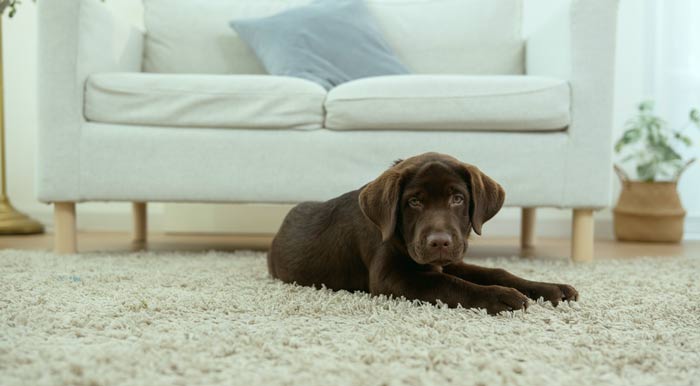 quiet sleep space for dog at night