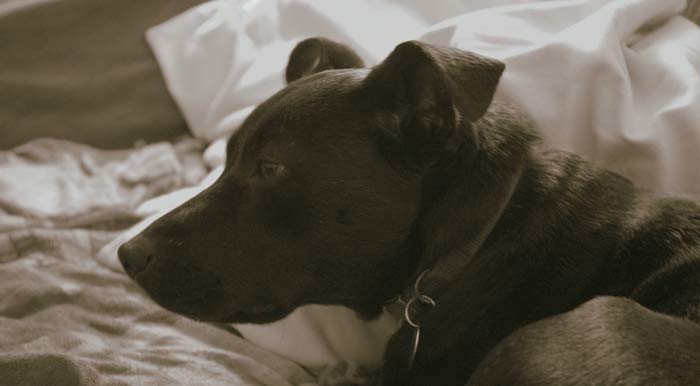rescue dog sleep problems adult dog settling new home