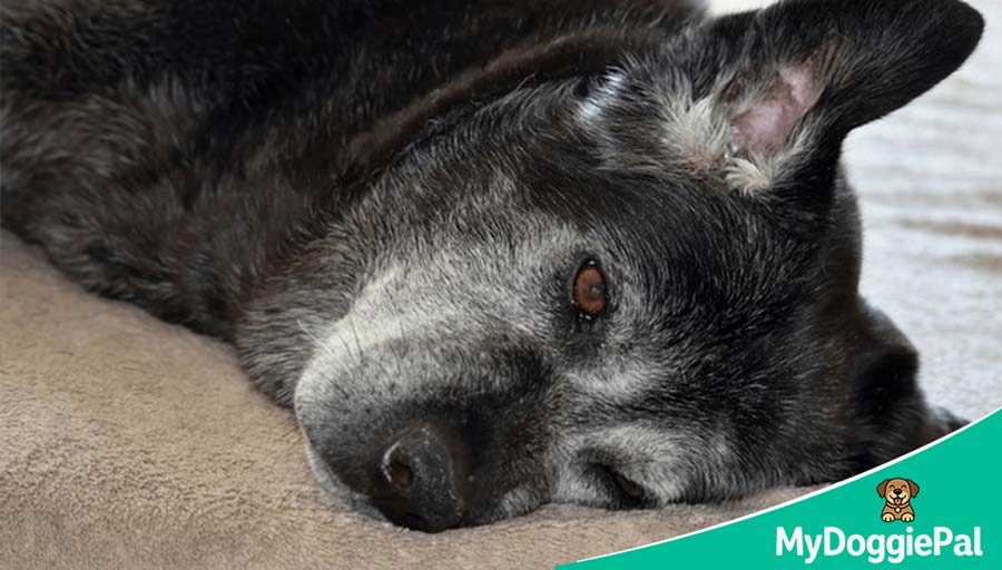 senior dog sleeping a lot at home natural aging