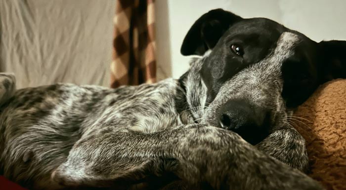 senior dog sleeping comfortably on orthopedic bed