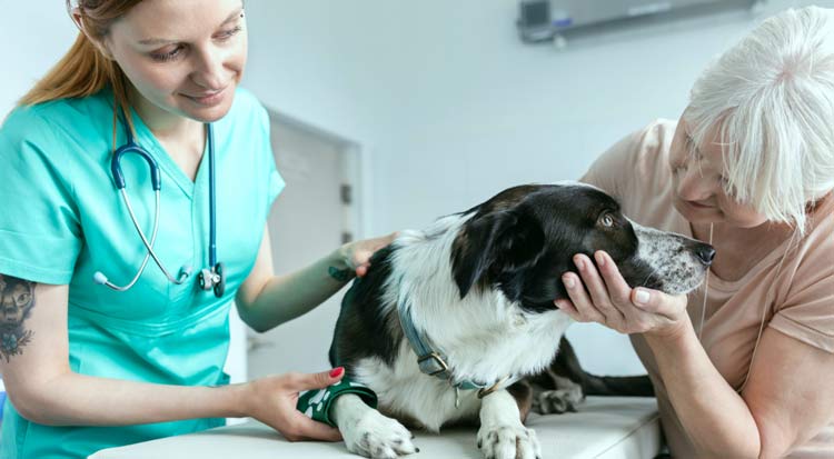 senior dog vet check for sleep changes
