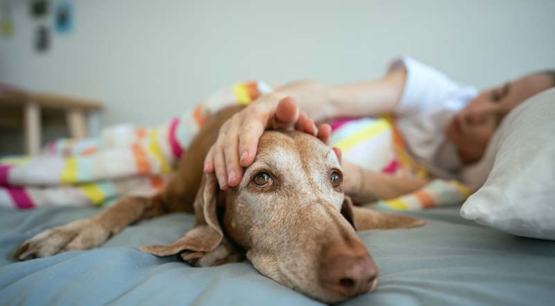 should dog sleep in bed with you