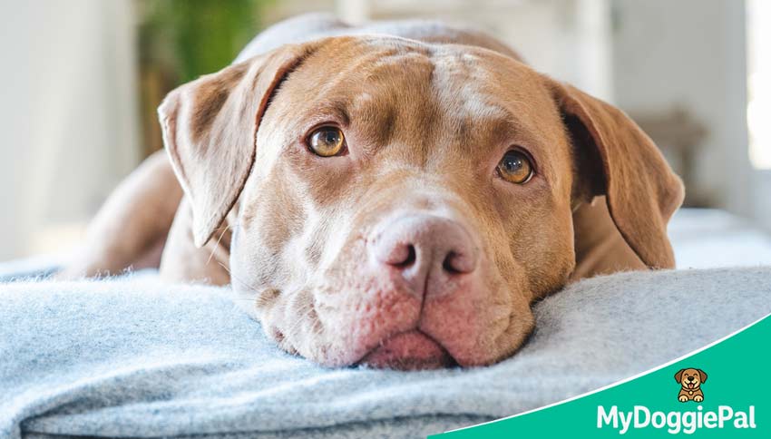 dog sleep regression why has my dog stopped sleeping through the night