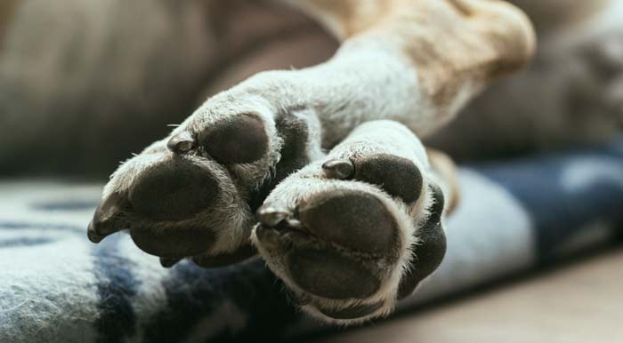 dog REM sleep twitching paws dreaming stage