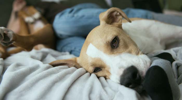dog sleep regression causes age-mapped triggers