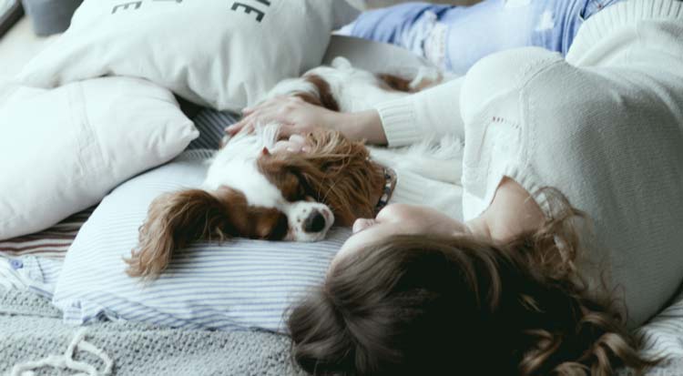dog sleep regression reset routine step by step