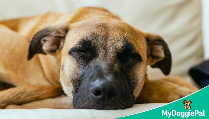 dog sleep stages REM NREM what happens when dogs sleep
