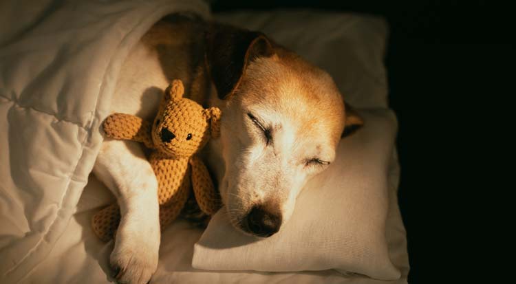 dog sleep stages quality deep sleep environment factors