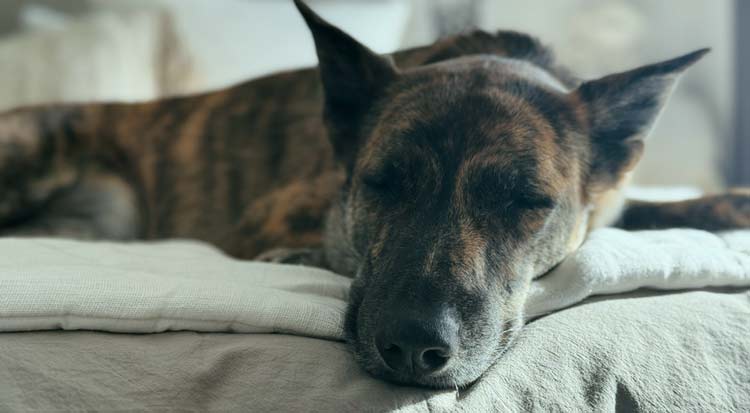 dog sleeping through night after sleep regression reset