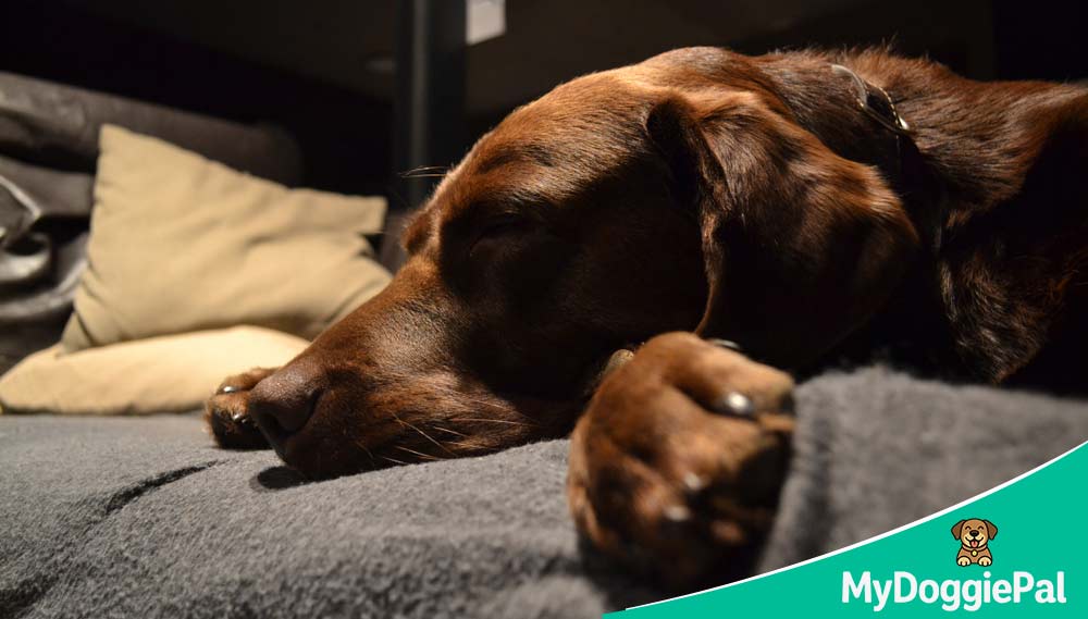 should dogs sleep in the dark for better sleep quality